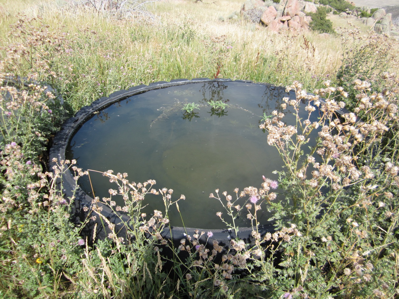 Refreshing Cattle Tank Water